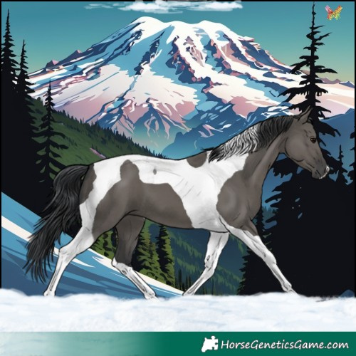 Horse Color:Grullo Tobiano 