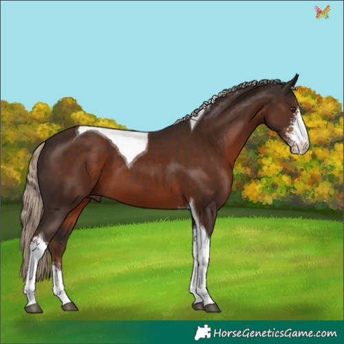 Horse Color:Liver Chestnut Sabino Tobiano 