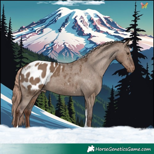 Horse Color:Liver Red Dun Tobiano Appaloosa 