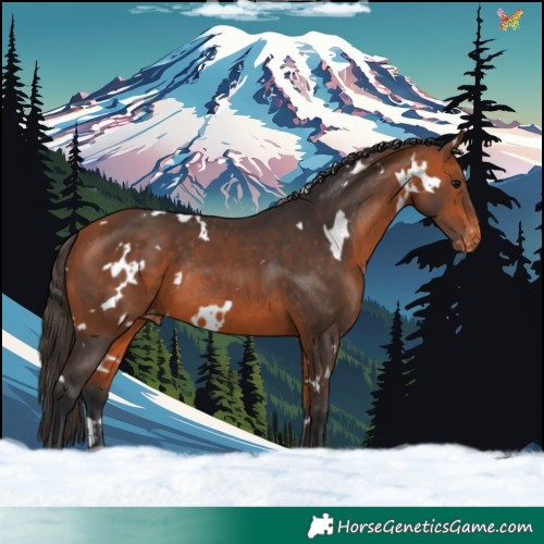 Horse Color:White Spotted Bay Varnish Rabicano 