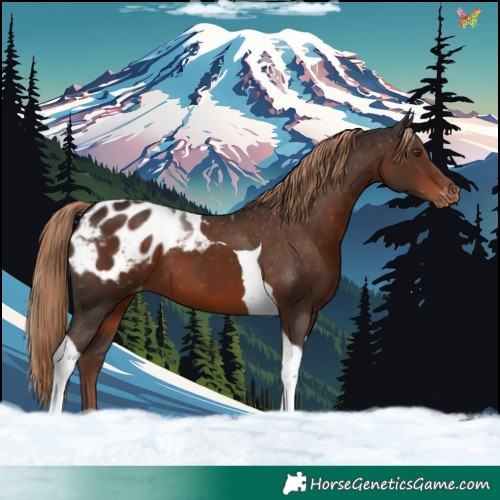 Horse Color:Liver Chestnut Tobiano Appaloosa 