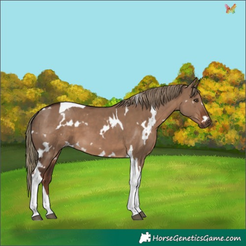 Horse Color:White Spotted Liver Red Dun Tobiano 