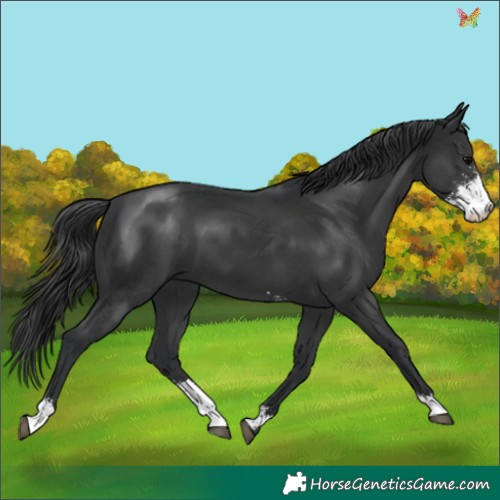 Horse Color:Black Sabino 