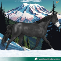 Horse Color:Black Sabino 