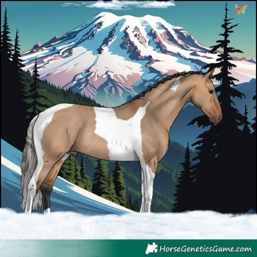 Horse Color:Bay Dun Tobiano Rabicano 