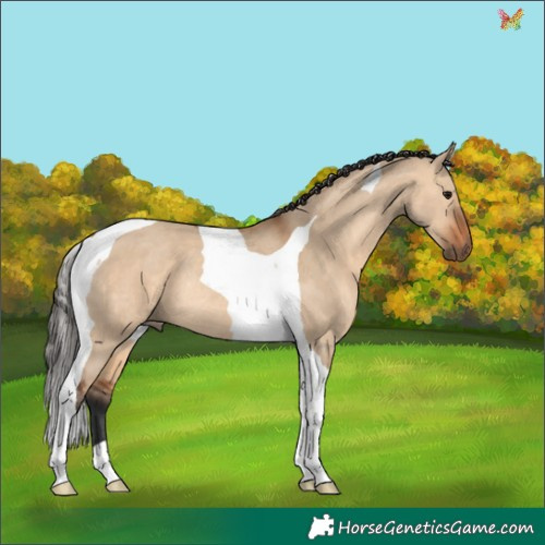 Horse Color:Bay Dun Tobiano Rabicano 
