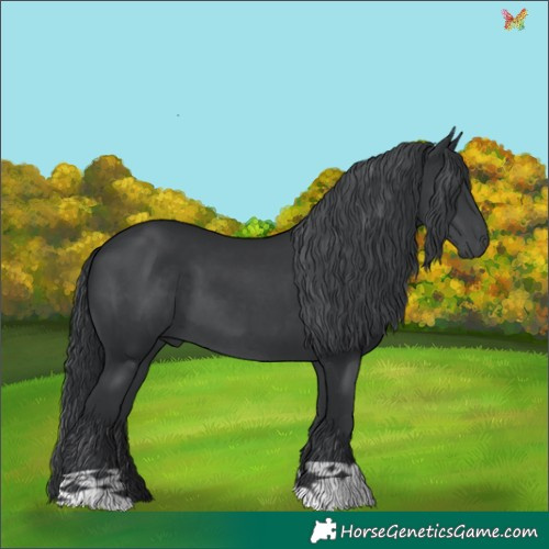 Horse Color:Black Chinchilla 