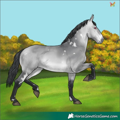 Horse Color:White Spotted Bay Chinchilla 