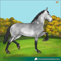 Horse Color:White Spotted Bay Chinchilla 