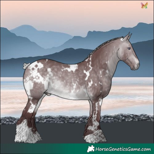 Horse Color:White Spotted Chocolate Silver Bay Chinchilla 