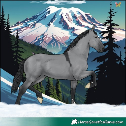 Horse Color:Grullo Chinchilla 