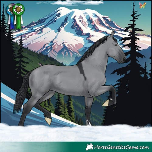 Horse Color:Grullo Chinchilla 