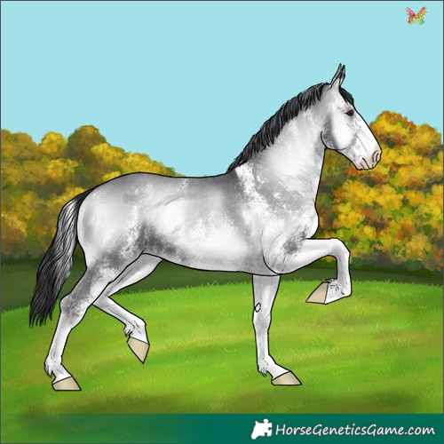 Horse Color:White Spotted Blue Onyx Chinchilla 