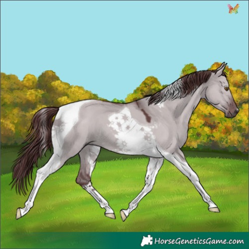 Horse Color:Chocolate Smoky Grullo Chinchilla Tobiano 