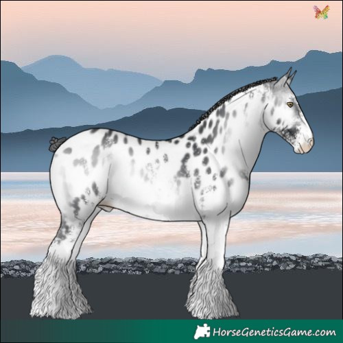 Horse Color:White Spotted Brown Chinchilla Onyx Near Leopard 