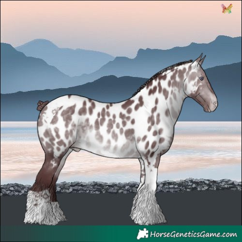 Horse Color:Chocolate Brown Chinchilla Tobiano Near Leopard 