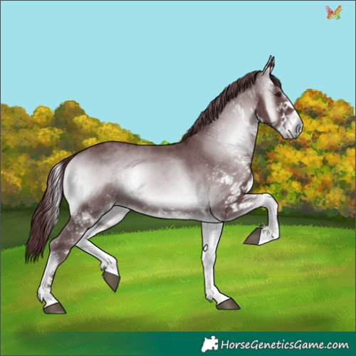Horse Color:White Spotted Chocolate Blue Onyx Chinchilla 