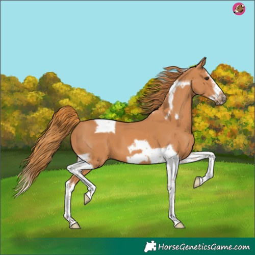 Horse Color:Chestnut Splash Tobiano Frame 