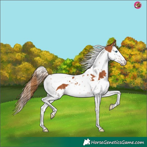 Horse Color:Chestnut Splash Tobiano 