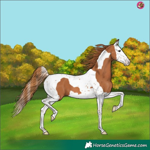 Horse Color:Chestnut Splash Tobiano 