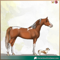 Horse Color:Chestnut Splash Tobiano