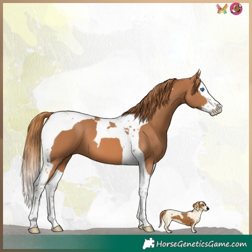 Horse Color:Chestnut Splash Tobiano 