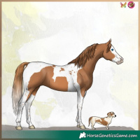 Horse Color:Chestnut Splash Tobiano