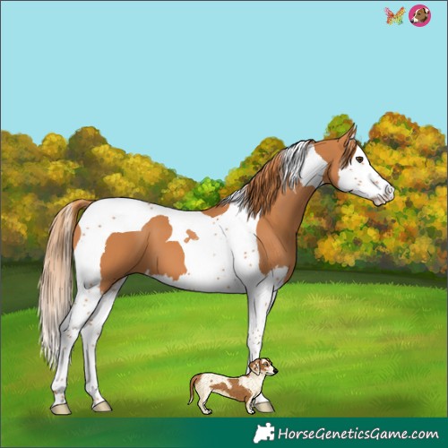 Horse Color:Chestnut Splash Tobiano