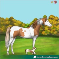 Horse Color:Chestnut Splash Tobiano