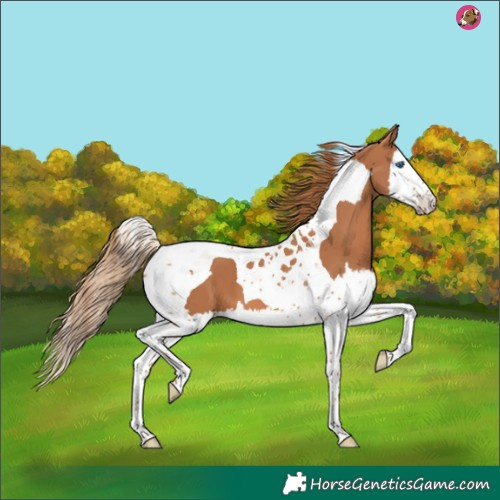 Horse Color:Chestnut Splash Tobiano 