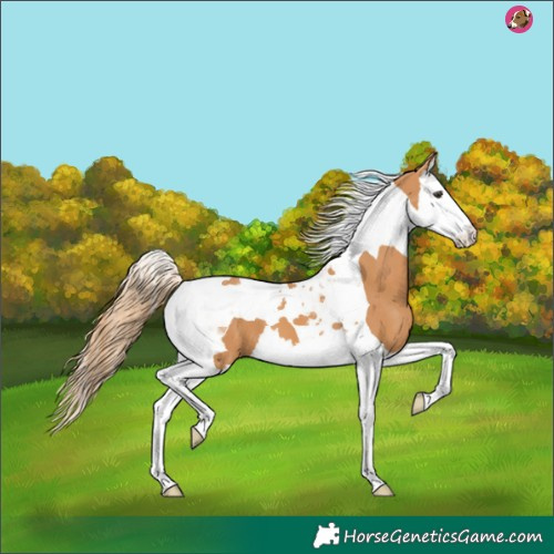 Horse Color:Chestnut Splash Tobiano 