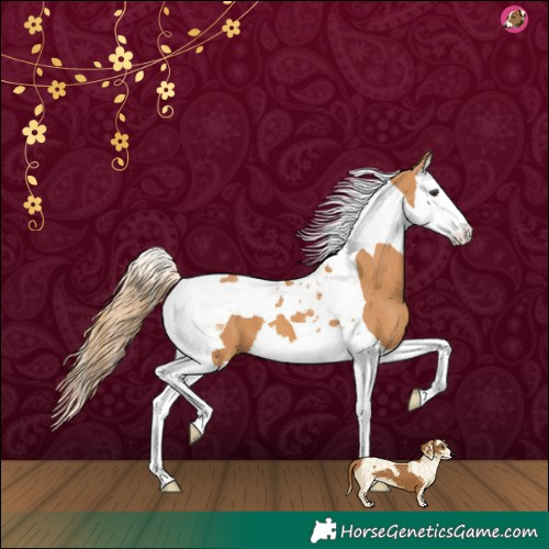 Horse Color:Chestnut Splash Tobiano 