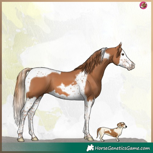 Horse Color:Chestnut Splash Tobiano 