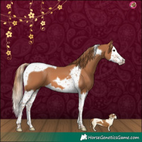 Horse Color:Chestnut Splash Tobiano