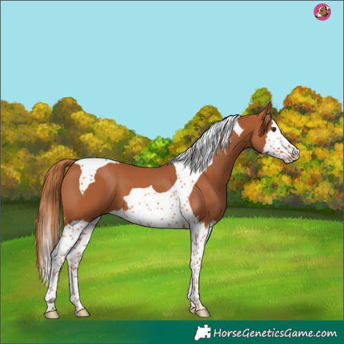Horse Color:Chestnut Splash Tobiano 