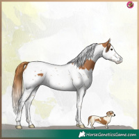 Horse Color:Chestnut Splash Tobiano 