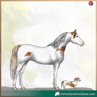 Horse Color:Chestnut Splash Tobiano 