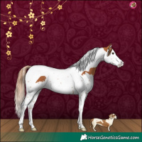 Horse Color:Chestnut Splash Tobiano 