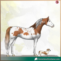 Horse Color:Chestnut Splash Tobiano