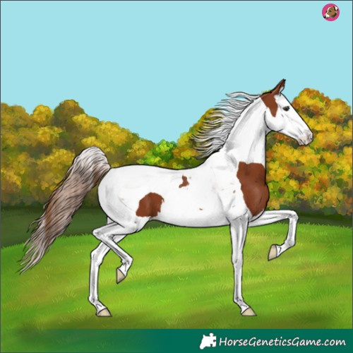 Horse Color:Chestnut Splash Tobiano 
