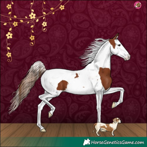 Horse Color:Chestnut Splash Tobiano 