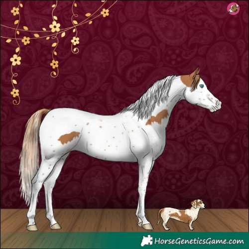 Horse Color:Chestnut Splash Tobiano
