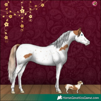 Horse Color:Chestnut Splash Tobiano