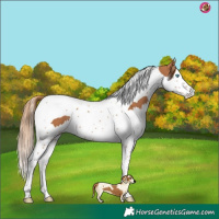 Horse Color:Chestnut Splash Tobiano 