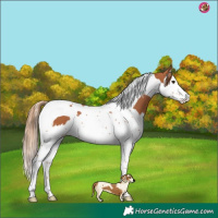 Horse Color:Chestnut Splash Tobiano 