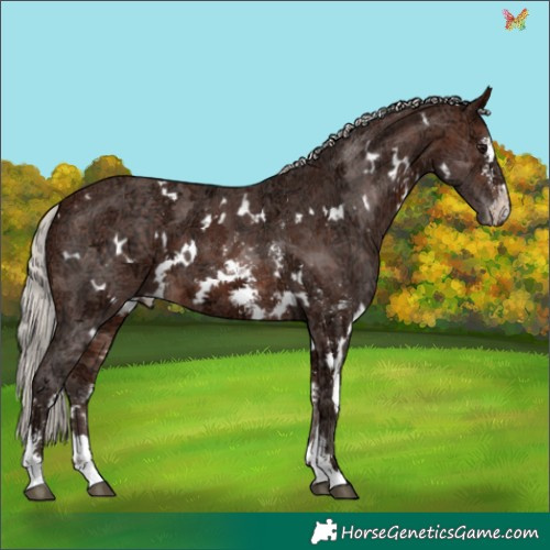 Horse Color:White Spotted Silver Bay Ice Sabino 
