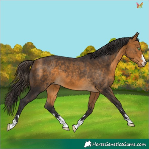 Horse Color:Buckskin 