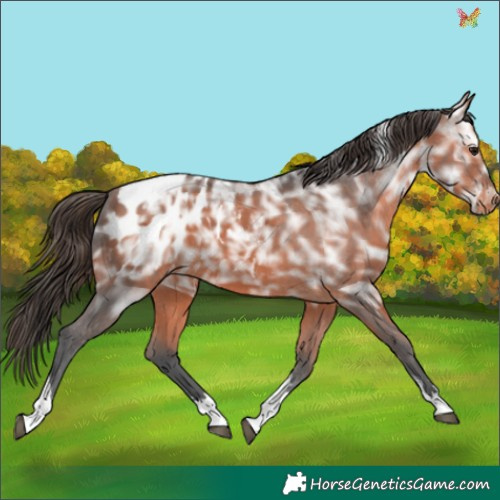 Horse Color:Bay Ice Tobiano Appaloosa 