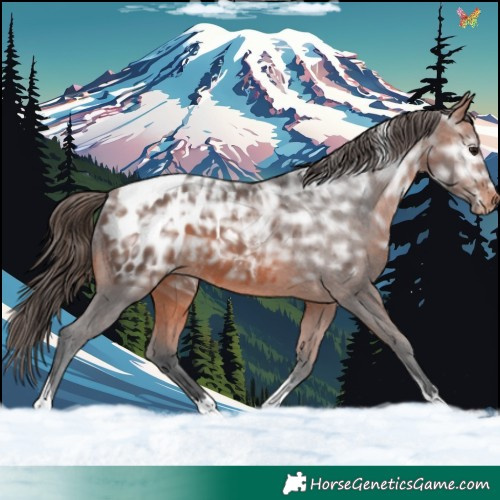 Horse Color:Bay Ice Tobiano Blanket 