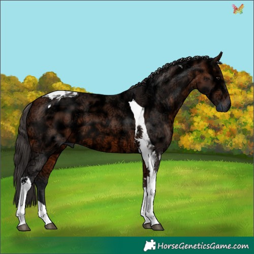 Horse Color:Bay Ice Tobiano 